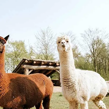 Dierenbos Vakantiepark Vinkel